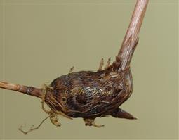  Tuber